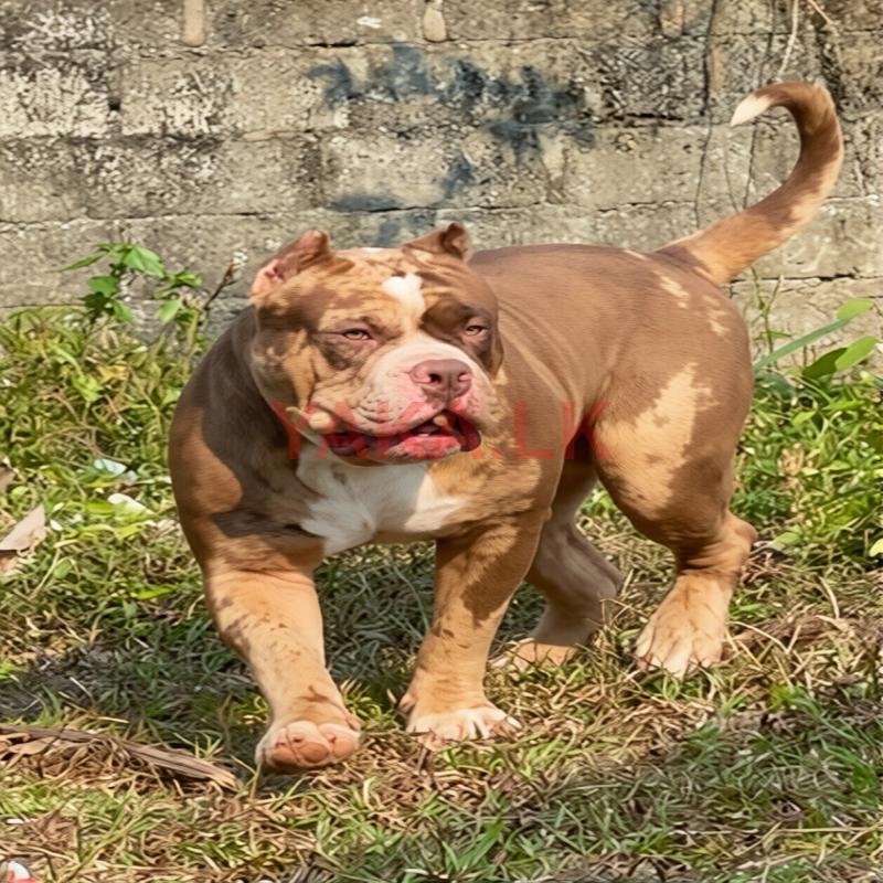 American Bully Male for Crossing (Stud)