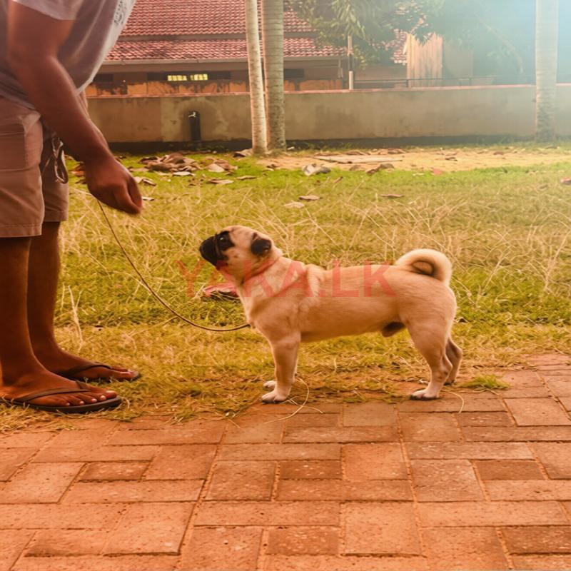 Pug Male For Crossing