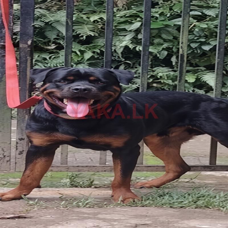 Rottweiler Male Dog for Crossing