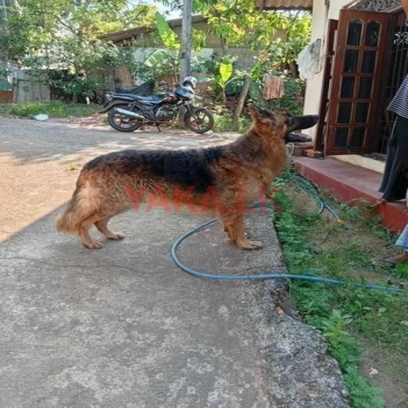 German Shepherd Dog for Crossing