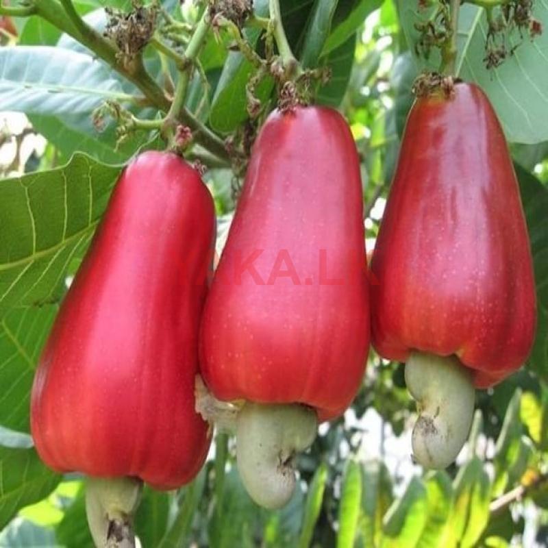 கயூ மரம்