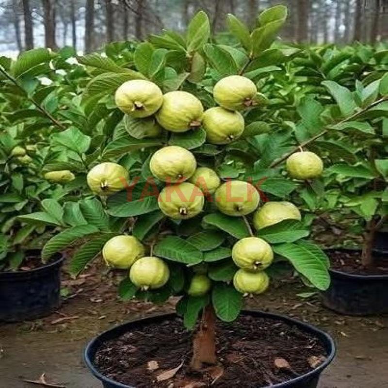 கொய்யாக்கன்றுகள்