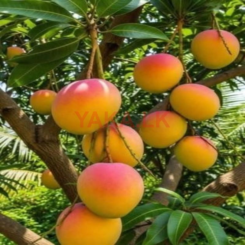 மாங்கன்றுகள்