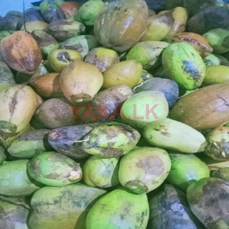 මාලු පොල්