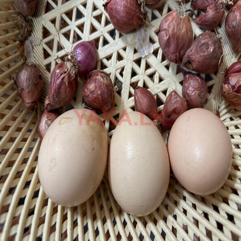 ගම් ඛිත්තර