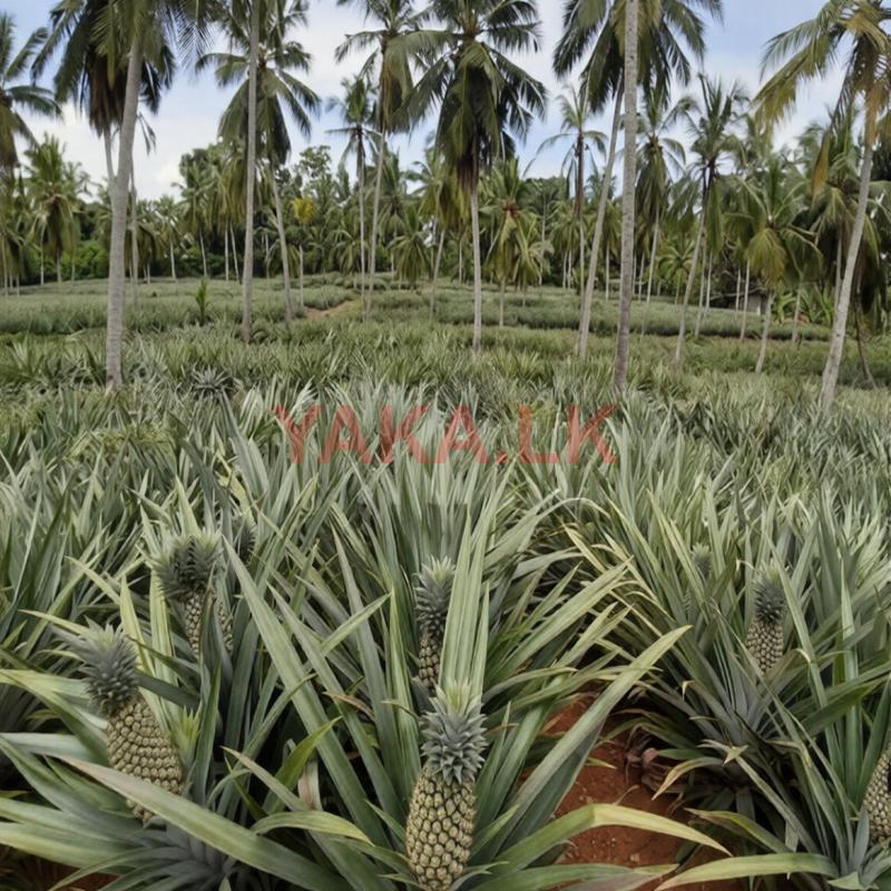 අන්නාසි පැළ