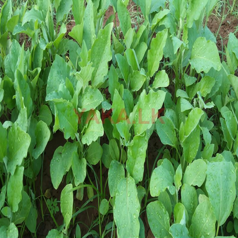 கத்தரி கன்றுகள்