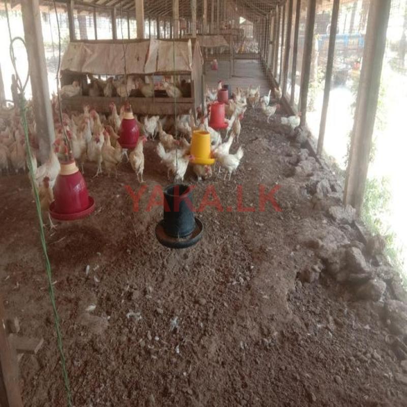 කුකුල් පොහොර