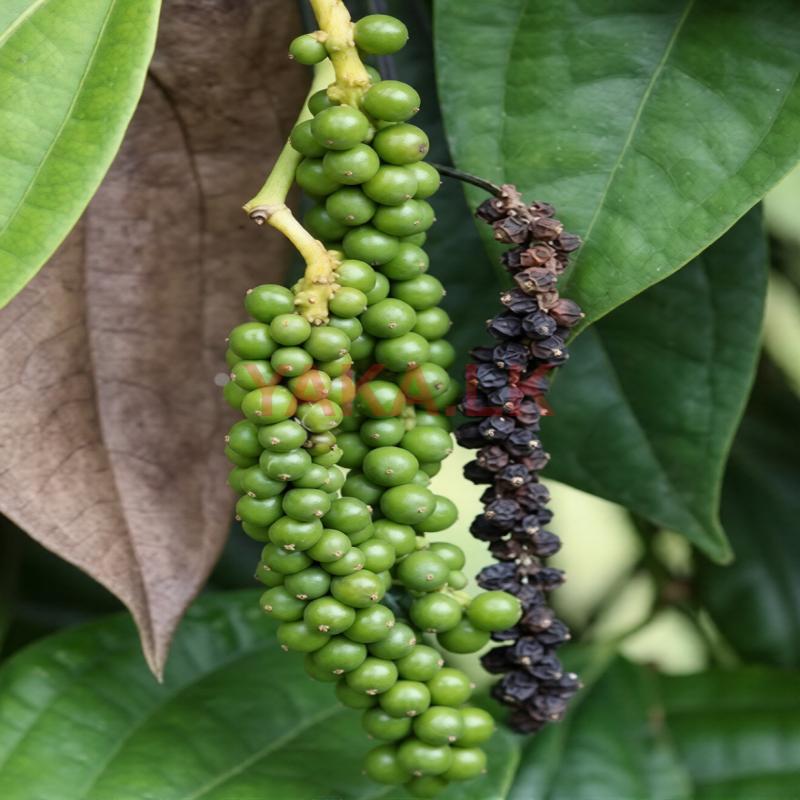 மிளகுச் செடி