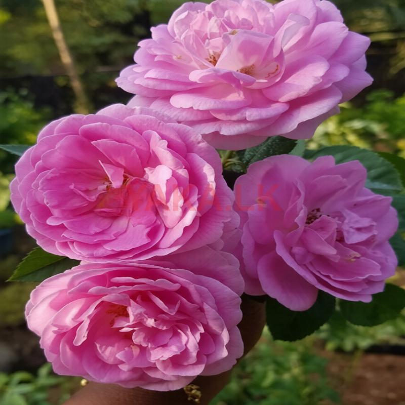 ஊர் றோஸ் கன்றுகள்