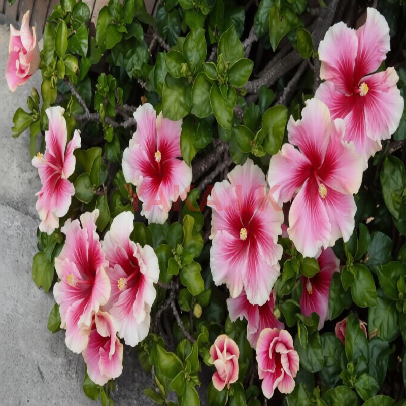 செம்பரத்தைப்பதிகள் கன்றுகள்