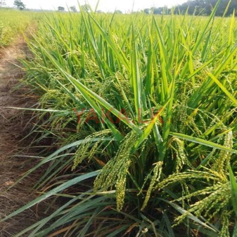 පිරිසිදු බිත්තර වී