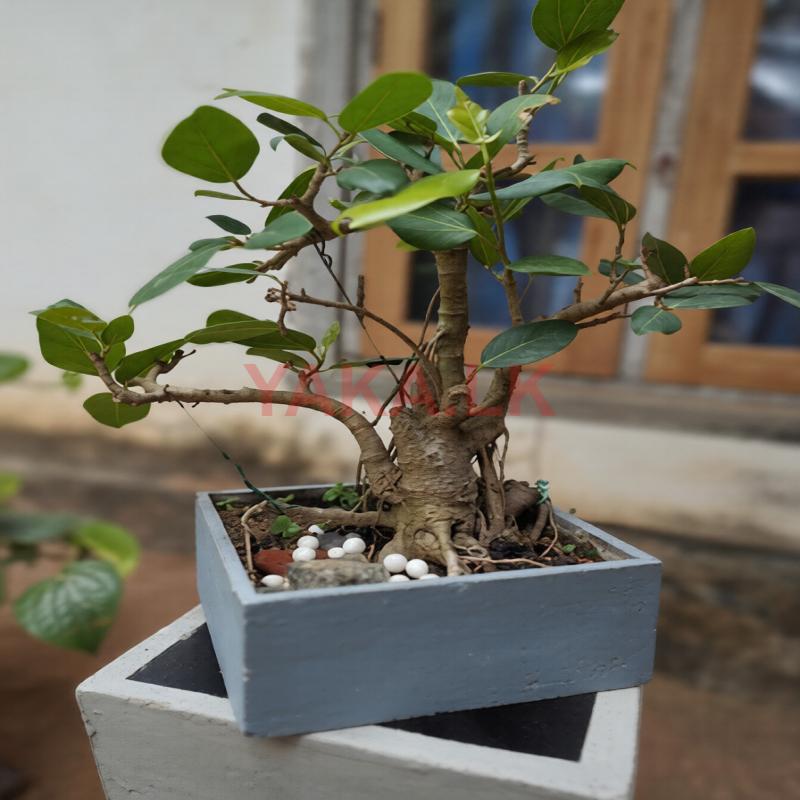 Nuga Bonsai Plant