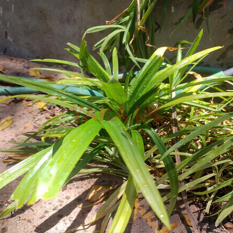 Pandanus amaryllifolius
