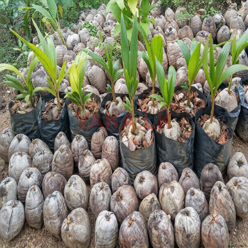 පොල් පැල