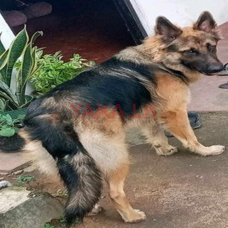 German Shepherd Dog for Crossing