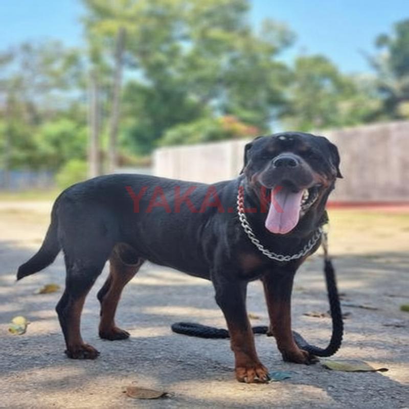 Rottweiler for Crossing