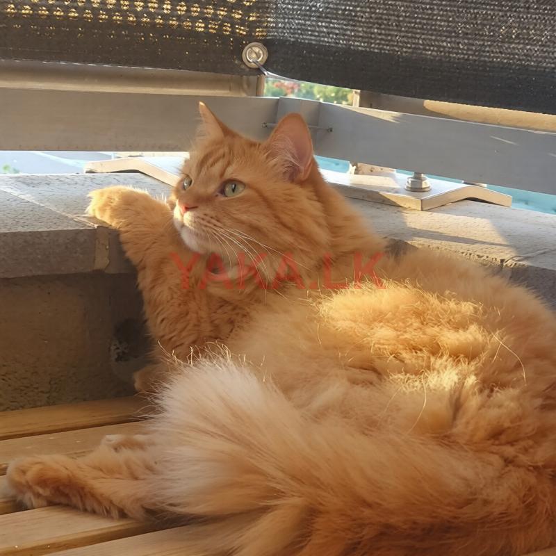 Persian Cat for Crossing