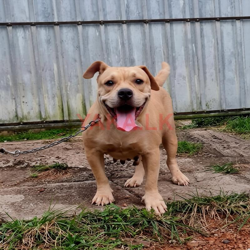 American Bully Female