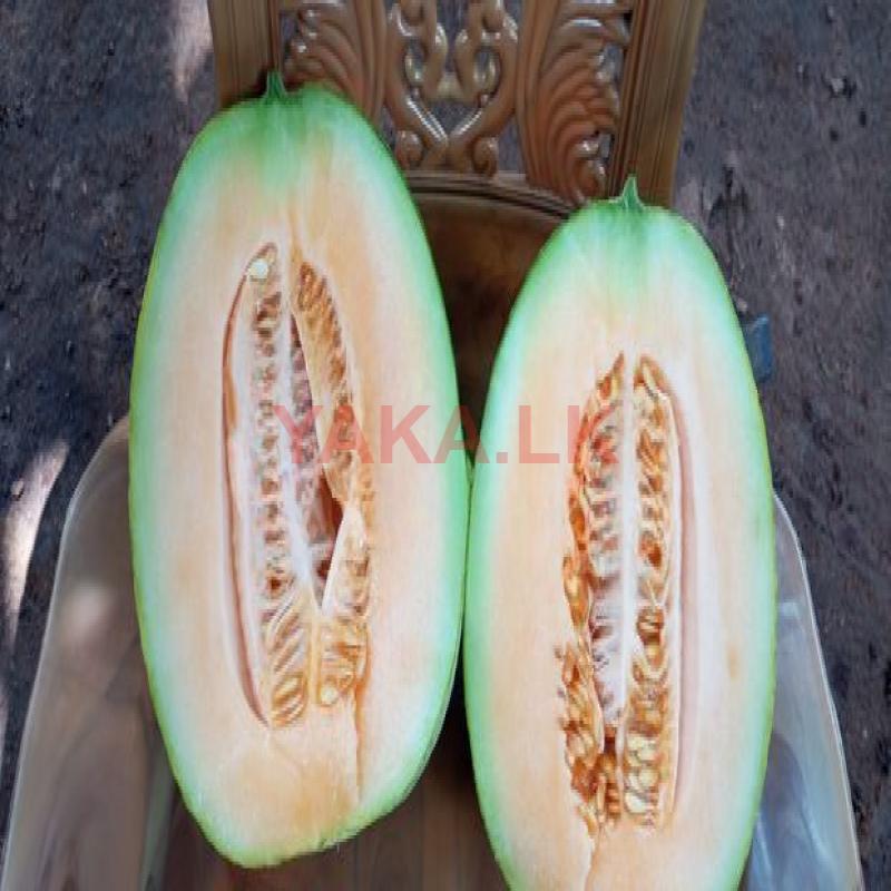 Cantaloupe Melon