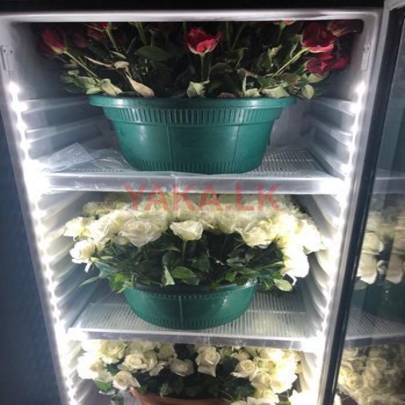 Cut Flower Roses