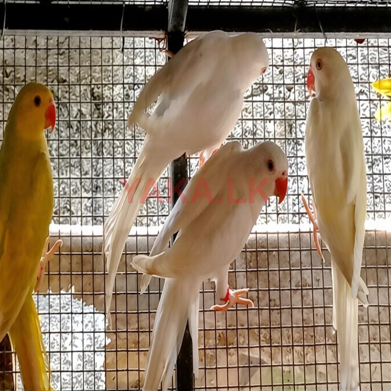 Ringneck Birds