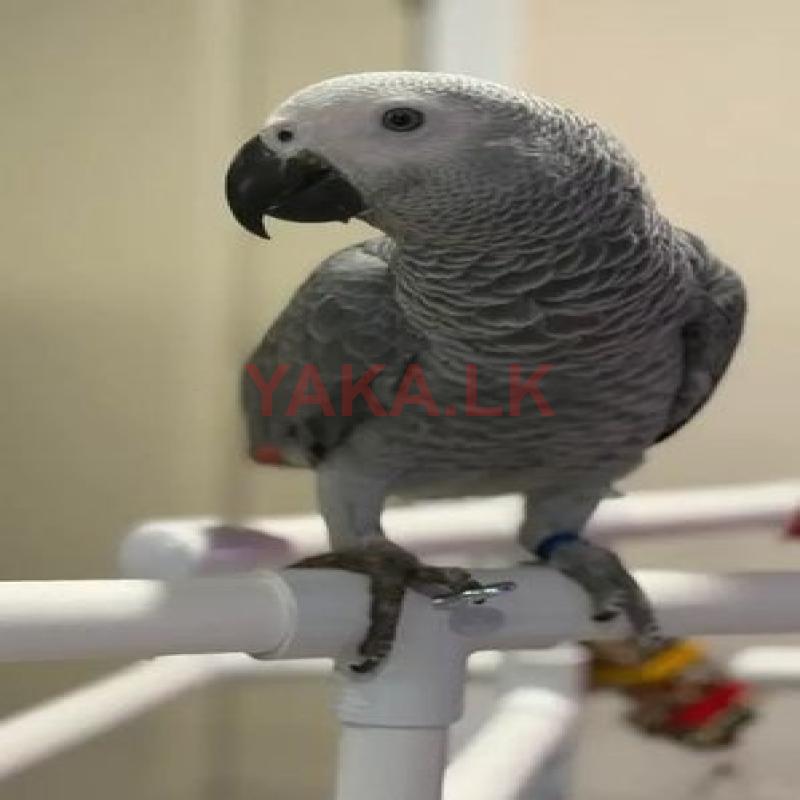 African Grey Bird