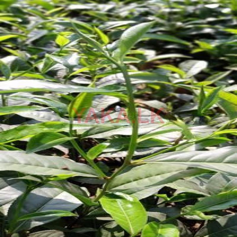 තේ පැල
