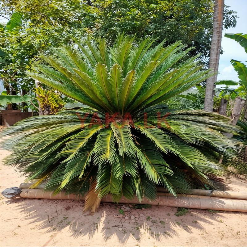 Sago Palm