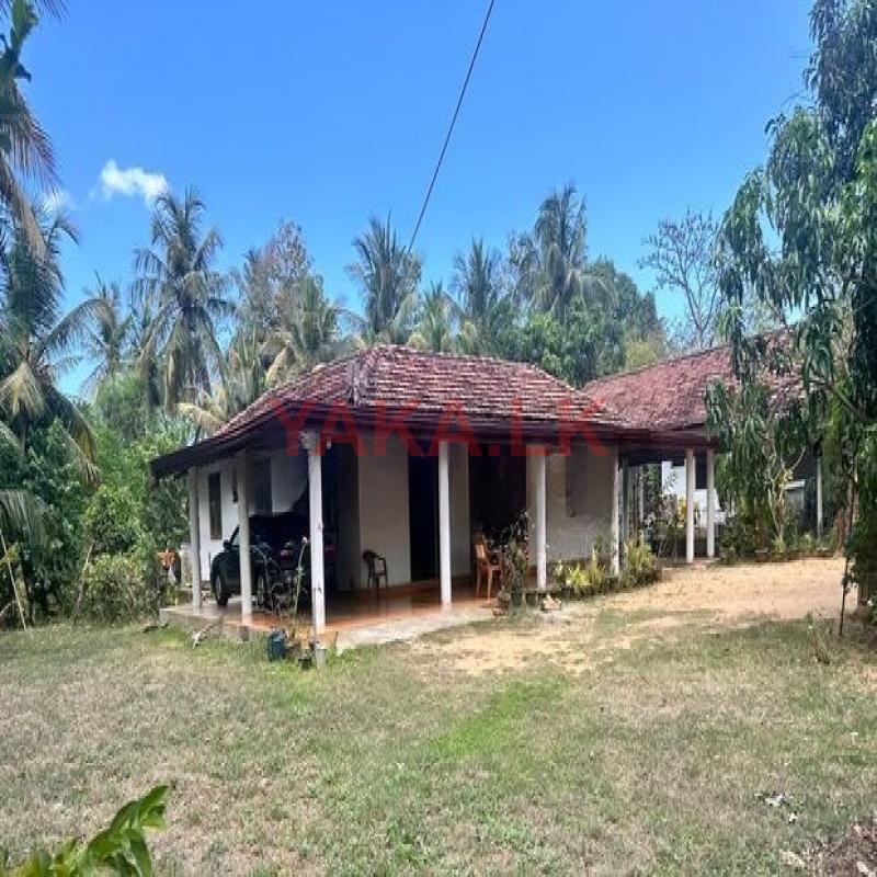 Modern 60 P House with Coconut Plants - Weerawila