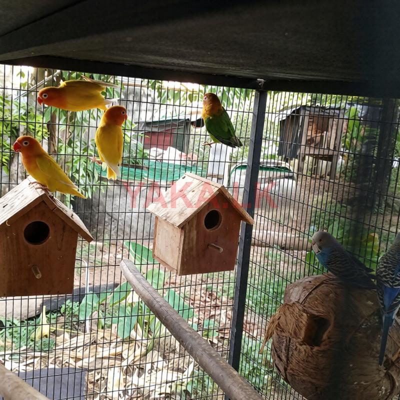 African Birds