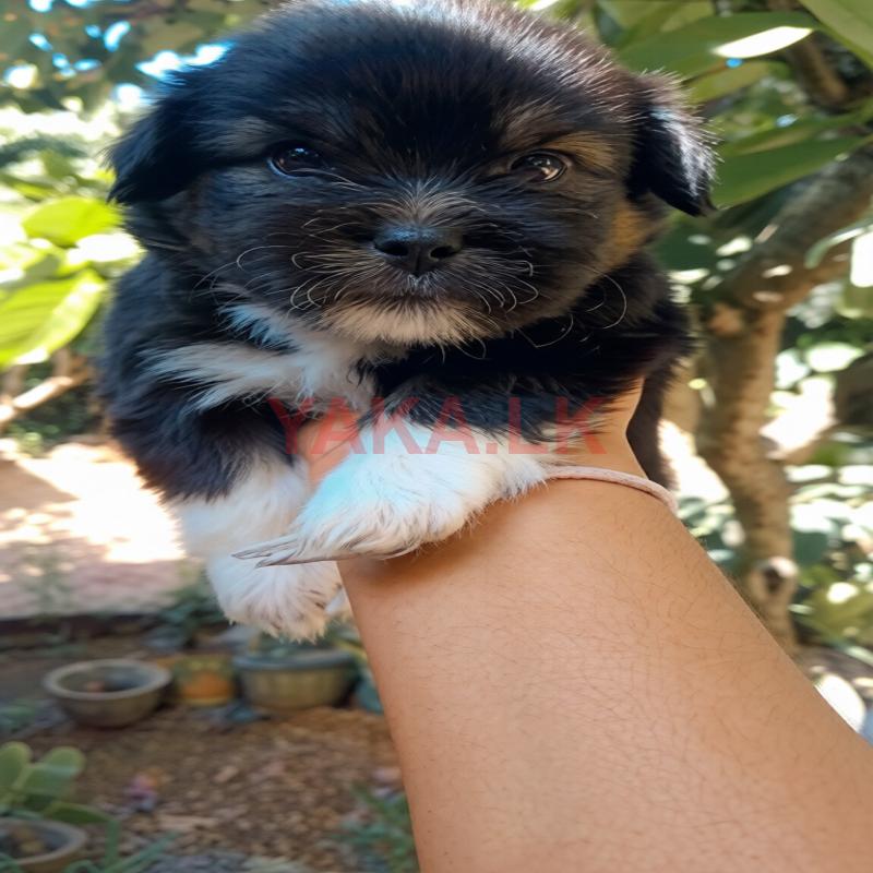 Shitzu Terrier Puppies