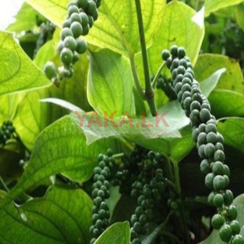 மிளகு