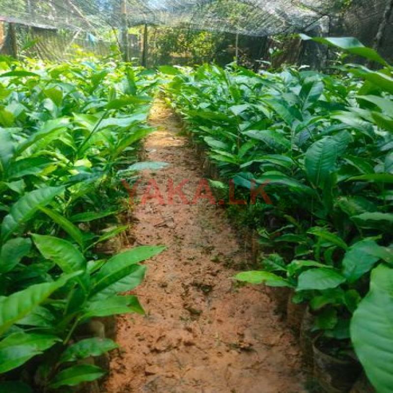 තේ පැල