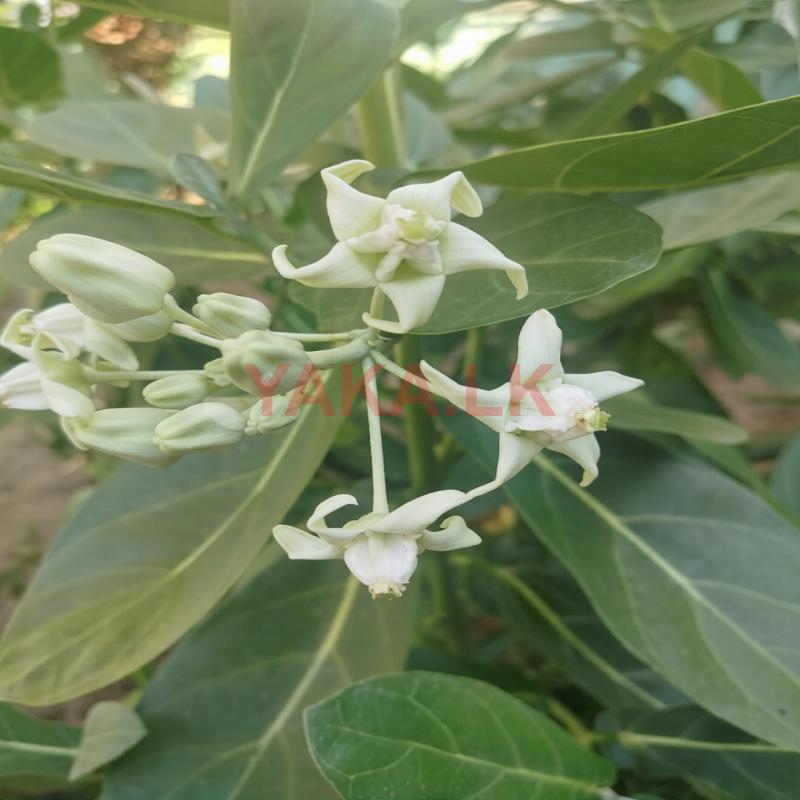 එළවරා පැළ