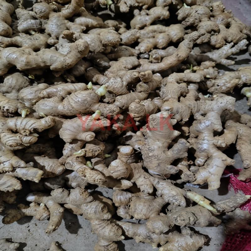 Ginger Seeds