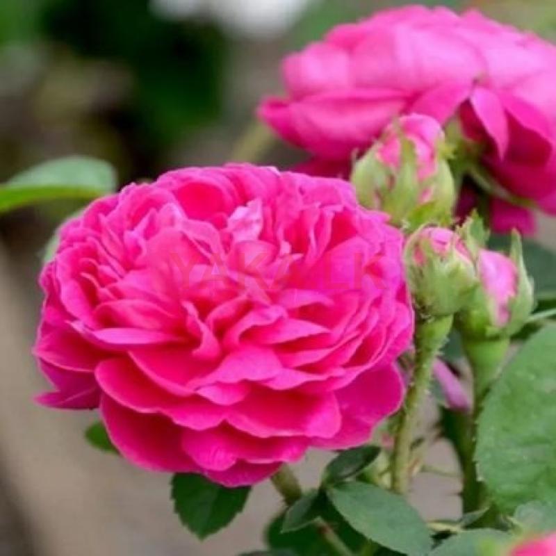 Rose Plants