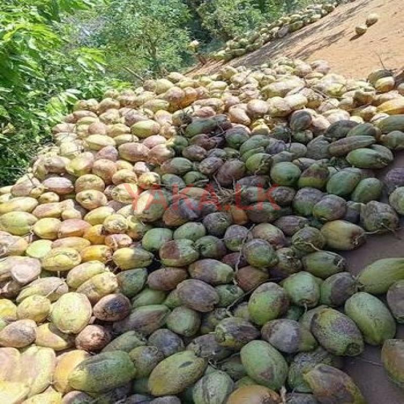 පොල්