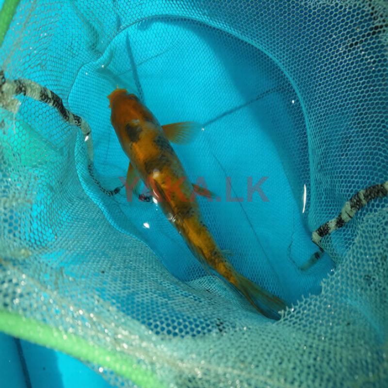 Koi Carp Fish