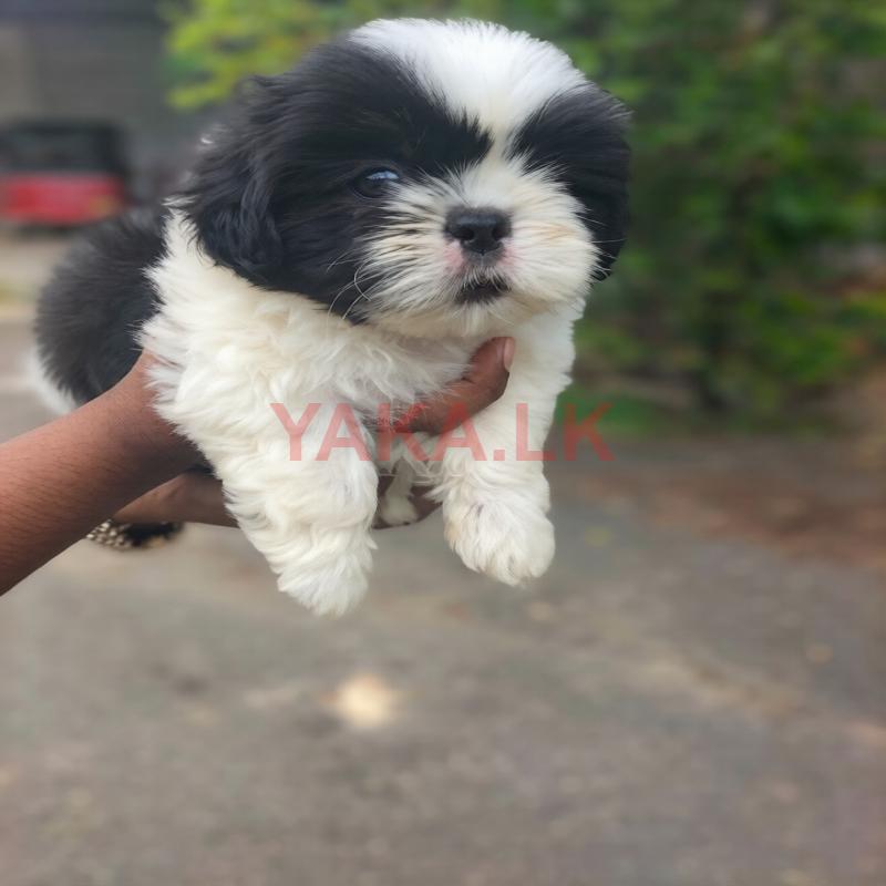 Shih Tzu Puppies