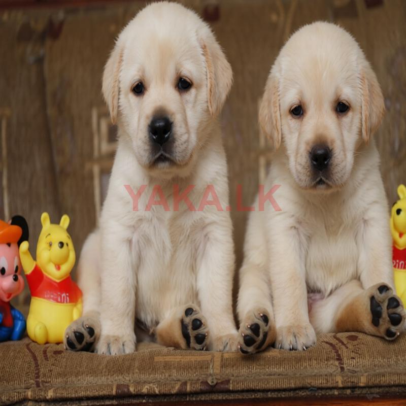 Labrador Retriever Puppies