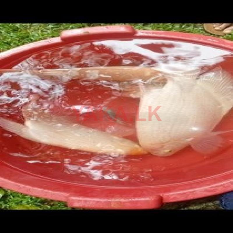 Jam Gurami Fish
