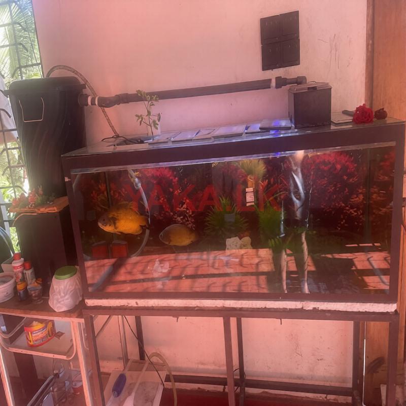 Fish Tank