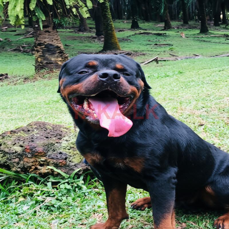 Rottweiler Dog for Crossing
