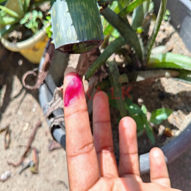 Red Alovera
