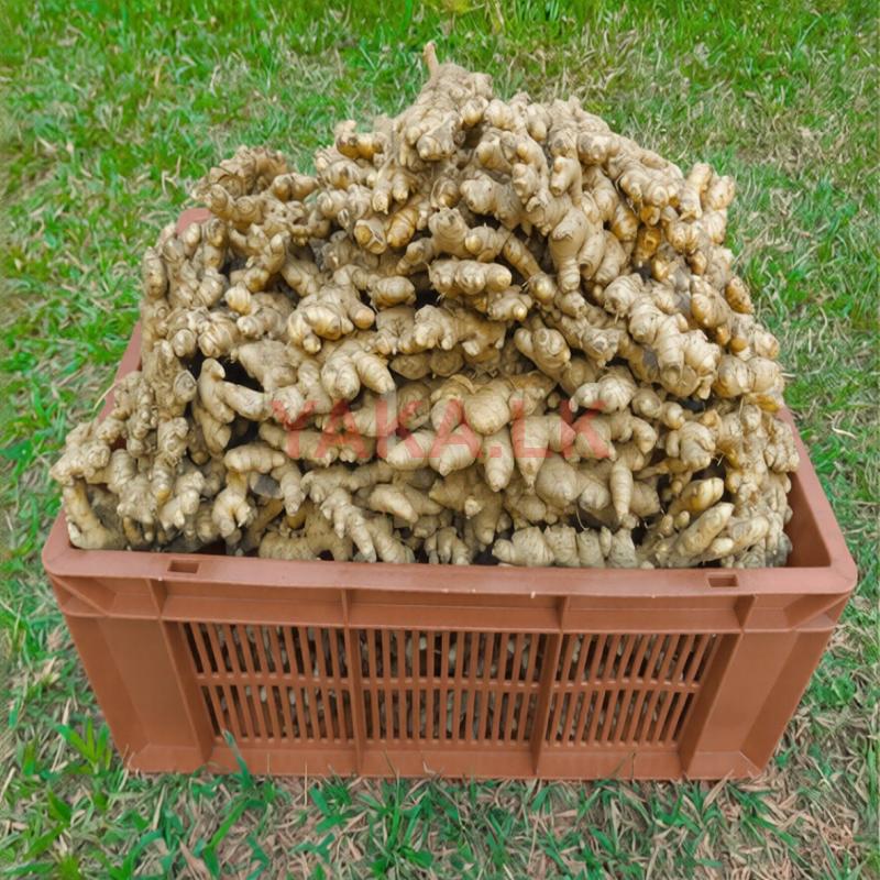 දේශීය බීජ ඉගුරු - Ginger Seeds