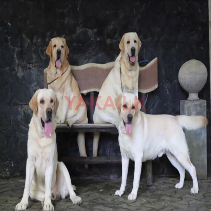 Labrador for Crossing ( Russia/Serbia)