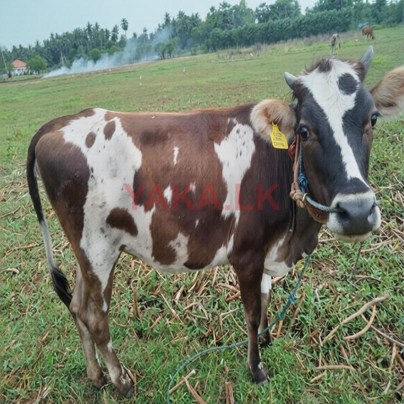 பசு கன்றுகள்