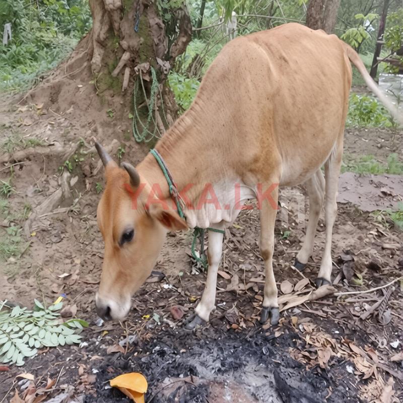 Farm Cow