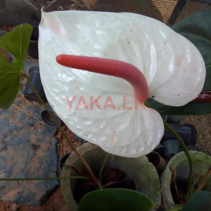 ඇන්තූරියම් පැල